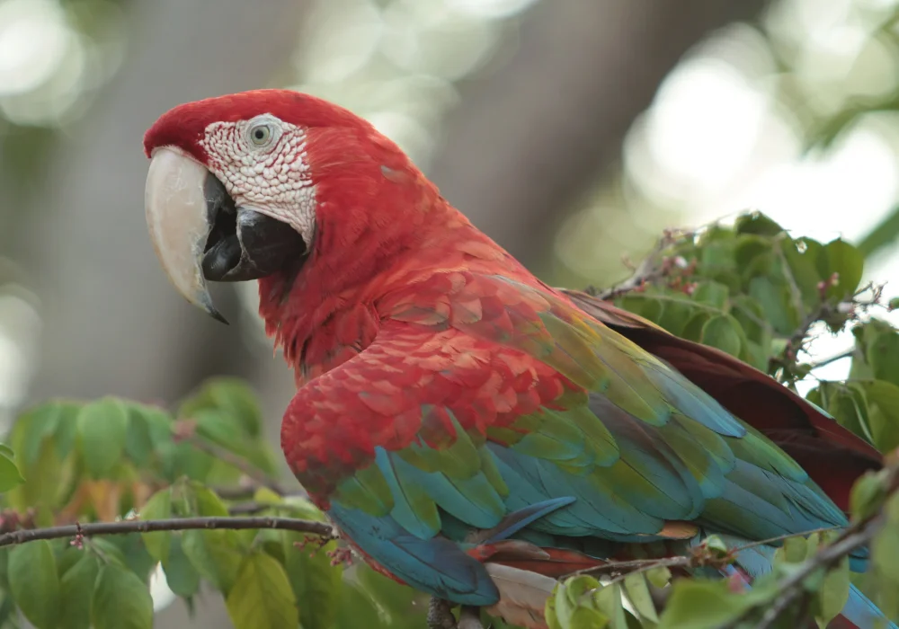 Arara Vermelha - Amazonas