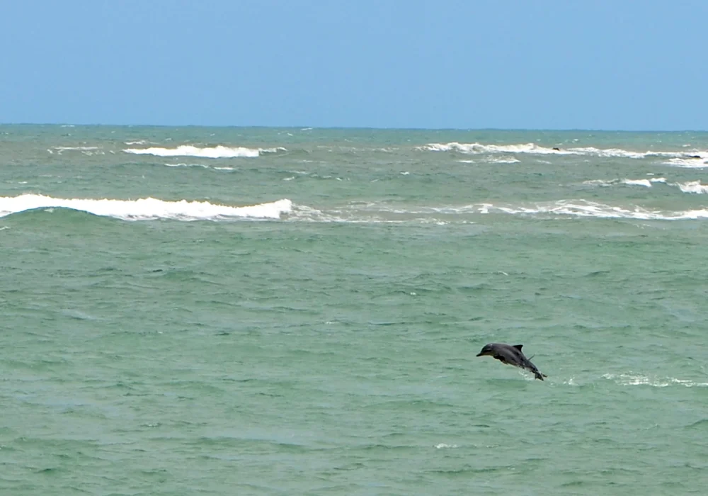 Baia dos Golfinhos - Rio Grande do Norte