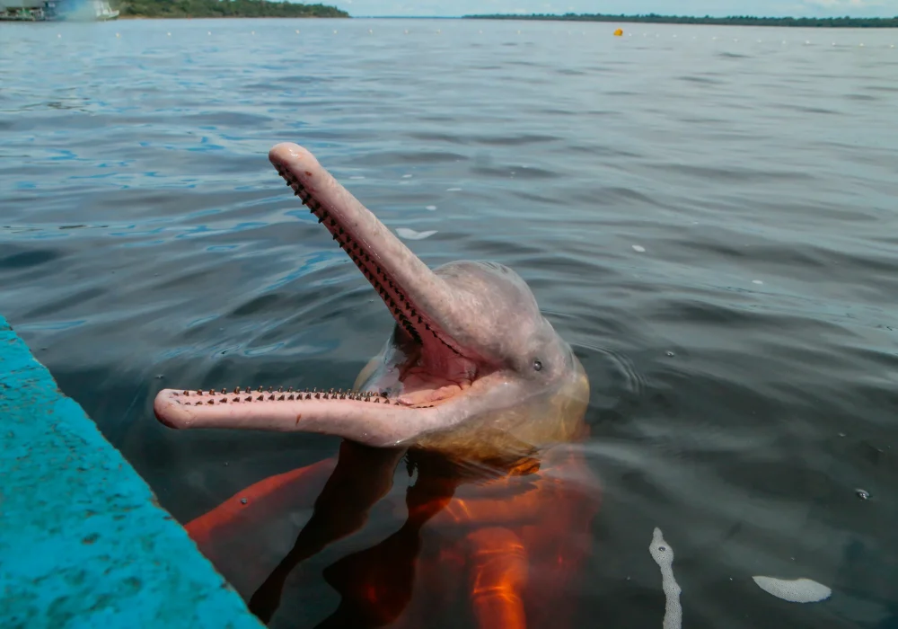 Boto - Amazonas