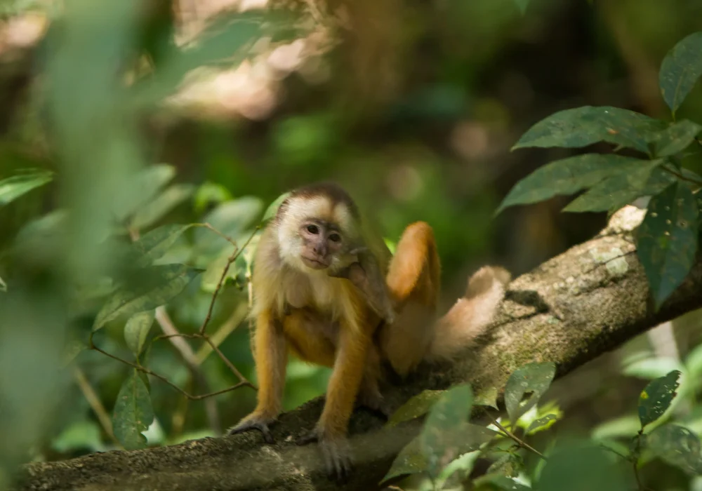Macaco - Amazonas