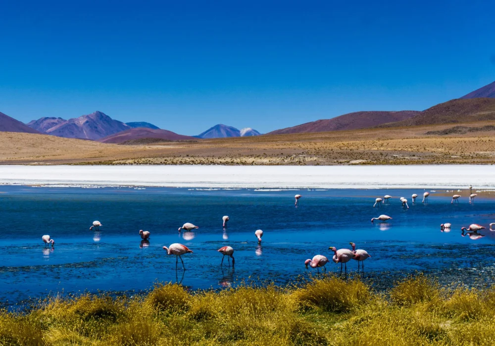 Flamencos - Bolívia