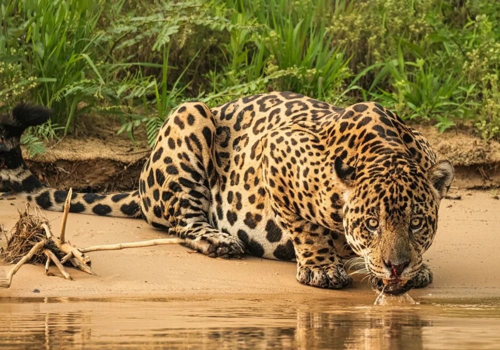 Pantanal - Mato Grosso do Sul